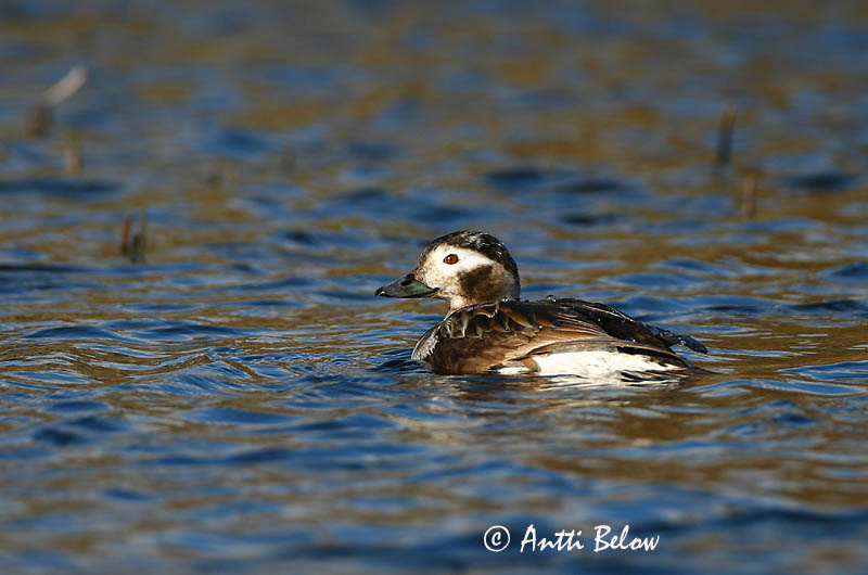 Avainsanat: Ànec glacial Havlit IJseend Long-tailed Duck Aul Alli Harelde boréale Eisente Jeges réce Hávella Havelle Pato-de-cauda-afilada Clangula hyemalis Pato Havelda Alfågel