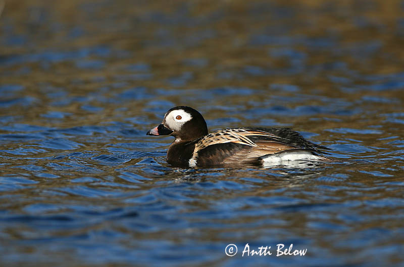 Avainsanat: Ànec glacial Havlit IJseend Long-tailed Duck Aul Alli Harelde boréale Eisente Jeges réce Hávella Havelle Pato-de-cauda-afilada Clangula hyemalis Pato Havelda Alfågel