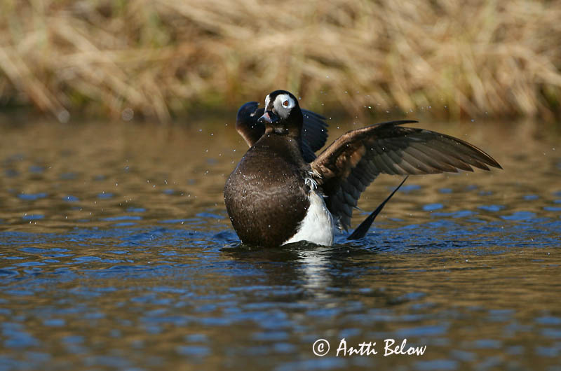 Avainsanat: Ànec glacial Havlit IJseend Long-tailed Duck Aul Alli Harelde boréale Eisente Jeges réce Hávella Havelle Pato-de-cauda-afilada Clangula hyemalis Pato Havelda Alfågel