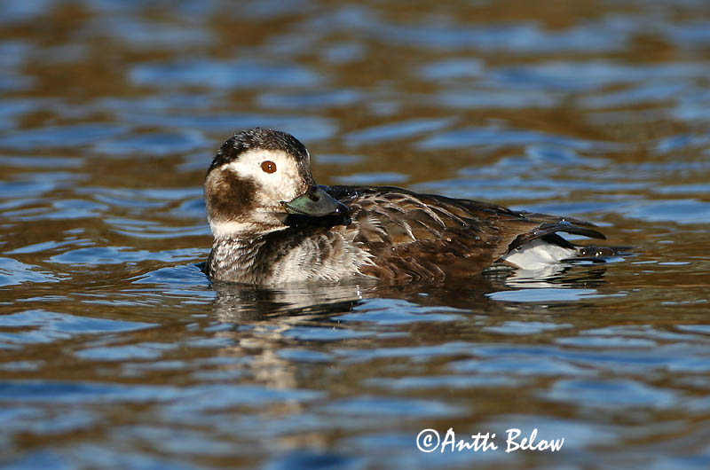 Avainsanat: Ànec glacial Havlit IJseend Long-tailed Duck Aul Alli Harelde boréale Eisente Jeges réce Hávella Havelle Pato-de-cauda-afilada Clangula hyemalis Pato Havelda Alfågel