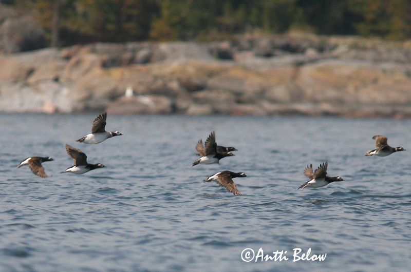 Avainsanat: Ànec glacial Havlit IJseend Long-tailed Duck Aul Alli Harelde boréale Eisente Jeges réce Hávella Havelle Pato-de-cauda-afilada Clangula hyemalis Pato Havelda Alfågel
