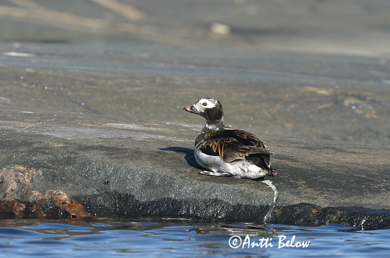 Avainsanat: Ànec glacial Havlit IJseend Long-tailed Duck Aul Alli Harelde boréale Eisente Jeges réce Hávella Havelle Pato-de-cauda-afilada Clangula hyemalis Pato Havelda Alfågel