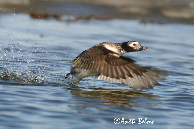 Avainsanat: Ànec glacial Havlit IJseend Long-tailed Duck Aul Alli Harelde boréale Eisente Jeges réce Hávella Havelle Pato-de-cauda-afilada Clangula hyemalis Pato Havelda Alfågel
