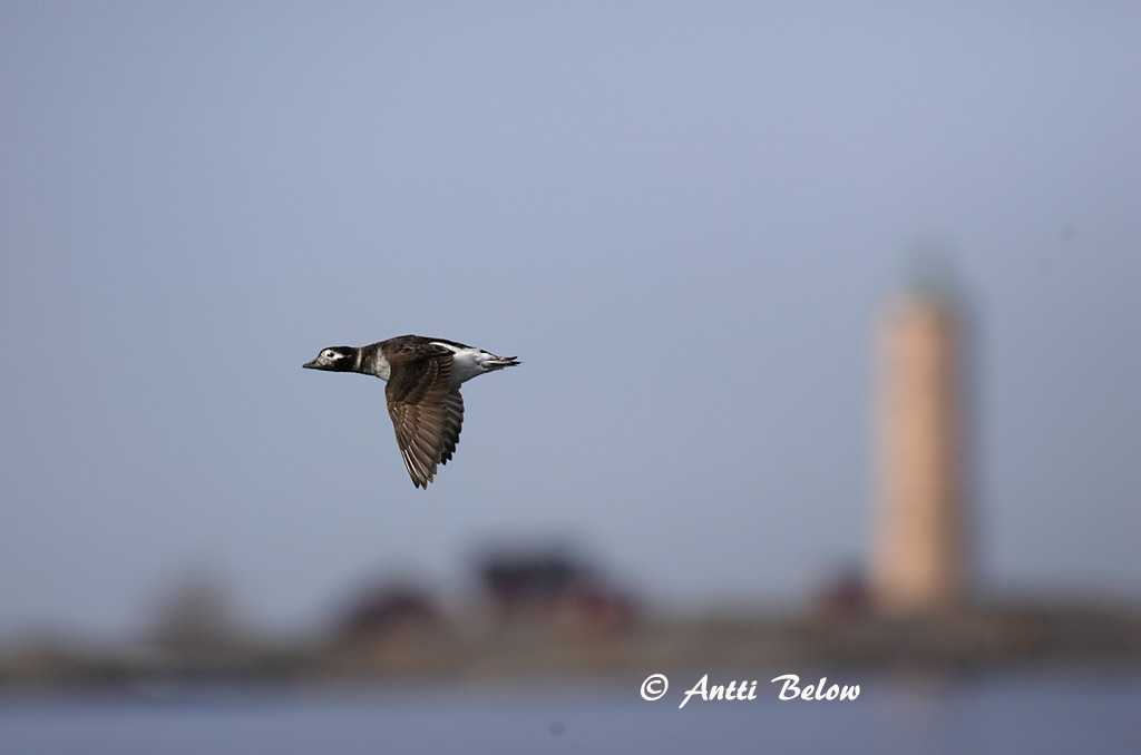 Avainsanat: Ànec glacial Havlit IJseend Long-tailed Duck Aul Alli Harelde boréale Eisente Jeges réce Hávella Havelle Pato-de-cauda-afilada Clangula hyemalis Pato Havelda Alfågel