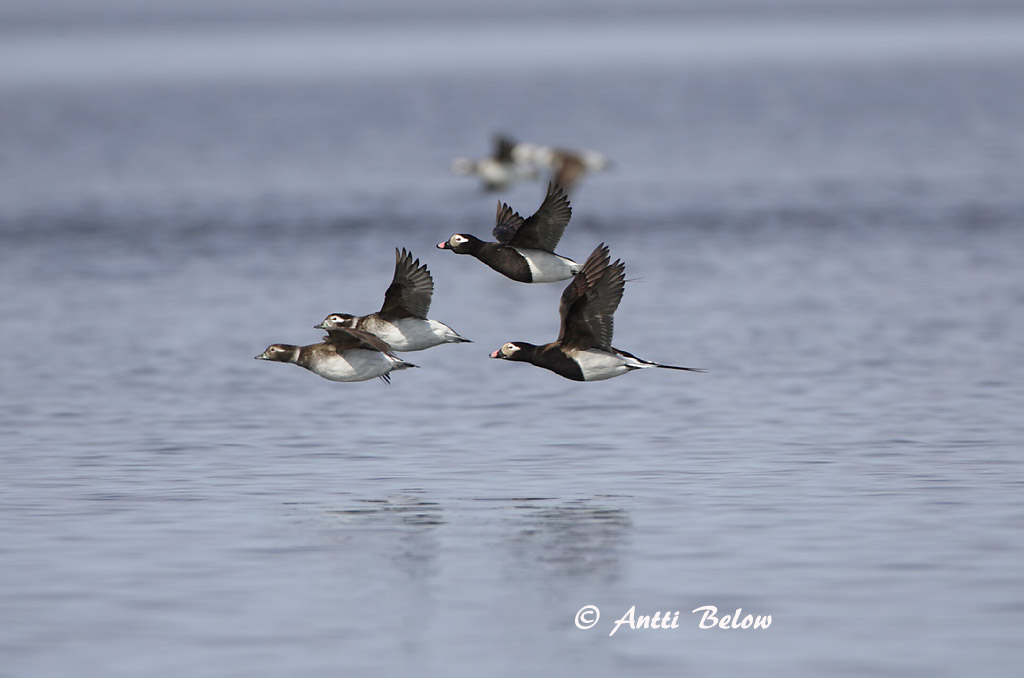 Avainsanat: Ànec glacial Havlit IJseend Long-tailed Duck Aul Alli Harelde boréale Eisente Jeges réce Hávella Havelle Pato-de-cauda-afilada Clangula hyemalis Pato Havelda Alfågel