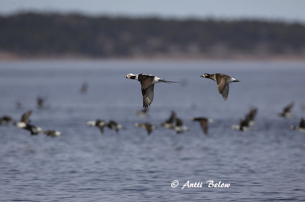 Avainsanat: Ànec glacial Havlit IJseend Long-tailed Duck Aul Alli Harelde boréale Eisente Jeges réce Hávella Havelle Pato-de-cauda-afilada Clangula hyemalis Pato Havelda Alfågel