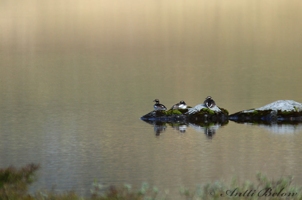 Avainsanat: Ànec glacial Havlit IJseend Long-tailed Duck Aul Alli Harelde boréale Eisente Jeges réce Hávella Havelle Pato-de-cauda-afilada Clangula hyemalis Pato Havelda Alfågel