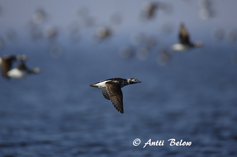 Avainsanat: Ànec glacial Havlit IJseend Long-tailed Duck Aul Alli Harelde boréale Eisente Jeges réce Hávella Havelle Pato-de-cauda-afilada Clangula hyemalis Pato Havelda Alfågel