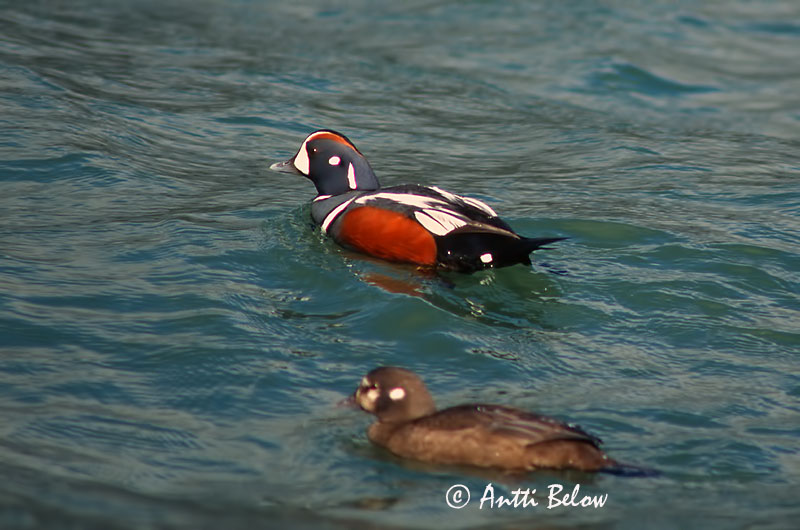 Avainsanat: Strømand Harlekijneend Harlequin Duck Arlequin plongeur Kragenente Tarka réce Straumönd Pato-arlequim Histrionicus histrionicus Pato Arlequín Strömand Virta-alli