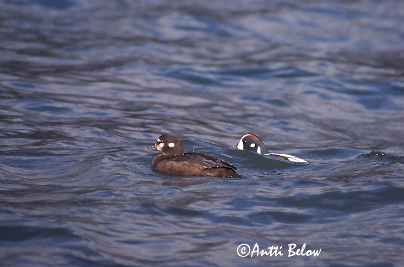 Avainsanat: Strømand Harlekijneend Harlequin Duck Arlequin plongeur Kragenente Tarka réce Straumönd Pato-arlequim Histrionicus histrionicus Pato Arlequín Strömand Virta-alli