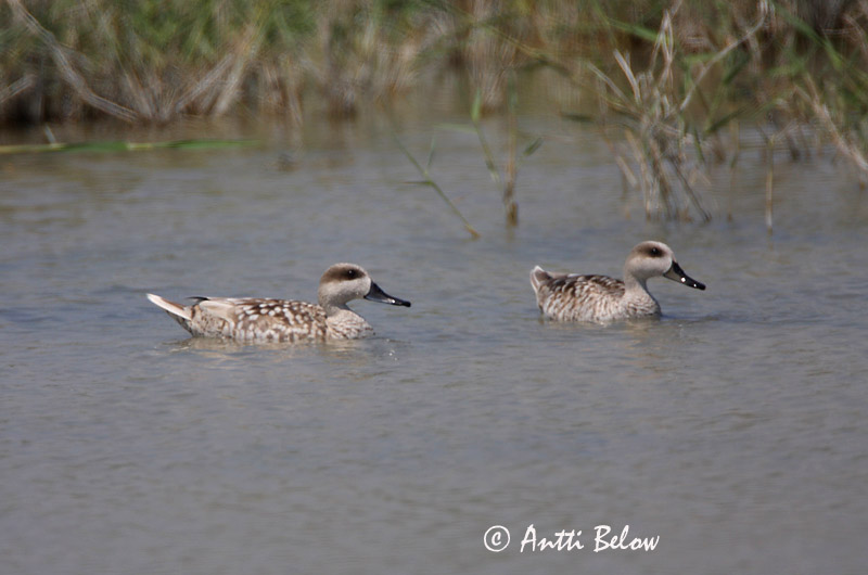 Avainsanat: Xarxet marbrenc Marmereend Marbled Duck Sarcelle marbrée Marmelente Marmorand Marmaronetta angustirostris Cerceta Pardilla Marmorand Marmorisorsa
