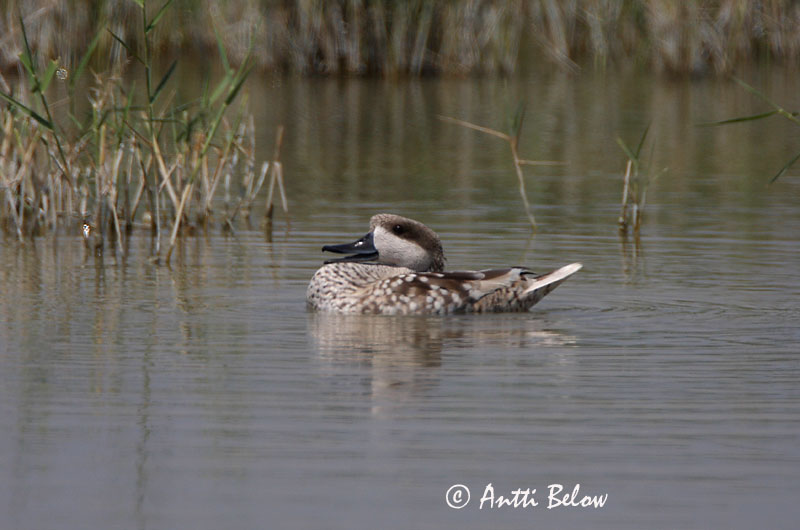 Avainsanat: Xarxet marbrenc Marmereend Marbled Duck Sarcelle marbrée Marmelente Marmorand Marmaronetta angustirostris Cerceta Pardilla Marmorand Marmorisorsa