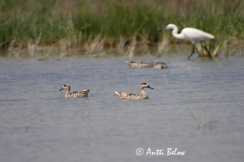 Avainsanat: Xarxet marbrenc Marmereend Marbled Duck Sarcelle marbrée Marmelente Marmorand Marmaronetta angustirostris Cerceta Pardilla Marmorand Marmorisorsa