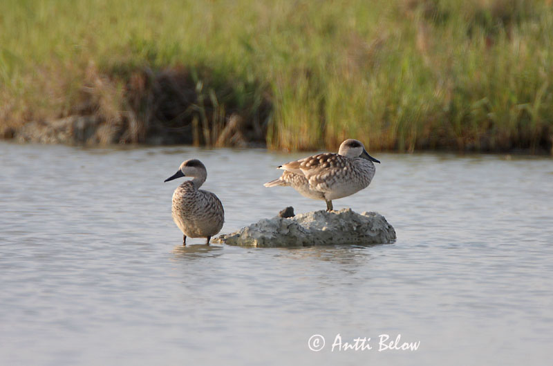 Avainsanat: Xarxet marbrenc Marmereend Marbled Duck Sarcelle marbrée Marmelente Marmorand Marmaronetta angustirostris Cerceta Pardilla Marmorand Marmorisorsa