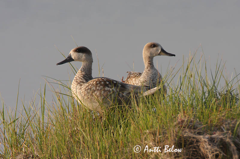 Avainsanat: Xarxet marbrenc Marmereend Marbled Duck Sarcelle marbrée Marmelente Marmorand Marmaronetta angustirostris Cerceta Pardilla Marmorand Marmorisorsa