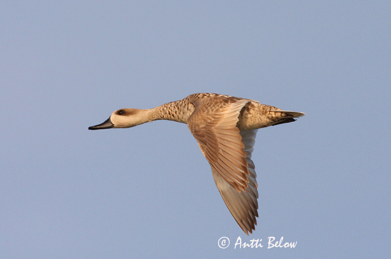 Avainsanat: Xarxet marbrenc Marmereend Marbled Duck Sarcelle marbrée Marmelente Marmorand Marmaronetta angustirostris Cerceta Pardilla Marmorand Marmorisorsa