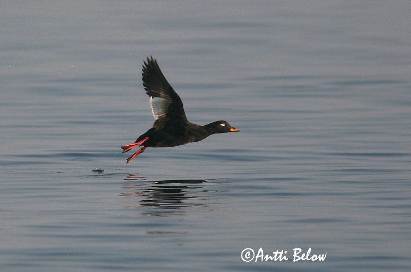 5/2006
Lågskär, Finland
Avainsanat: Ànec fosc Fløjlsand Grote zeeëend Velvet Scoter Tõmmuvaeras Pilkkasiipi Macreuse brune Samtente Füstös réce Korpönd Orco marino Sjøorre Pato-fusco Melanitta fusca Negrón Especulado Svärta