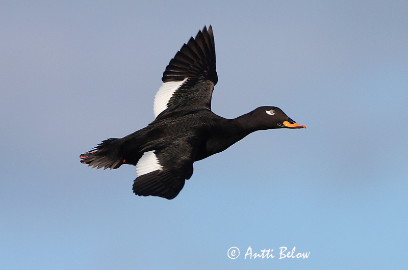 Avainsanat: Ànec fosc Fløjlsand Grote zeeëend Velvet Scoter Tõmmuvaeras Pilkkasiipi Macreuse brune Samtente Füstös réce Korpönd Orco marino Sjøorre Pato-fusco Melanitta fusca Negrón Especulado Svärta
