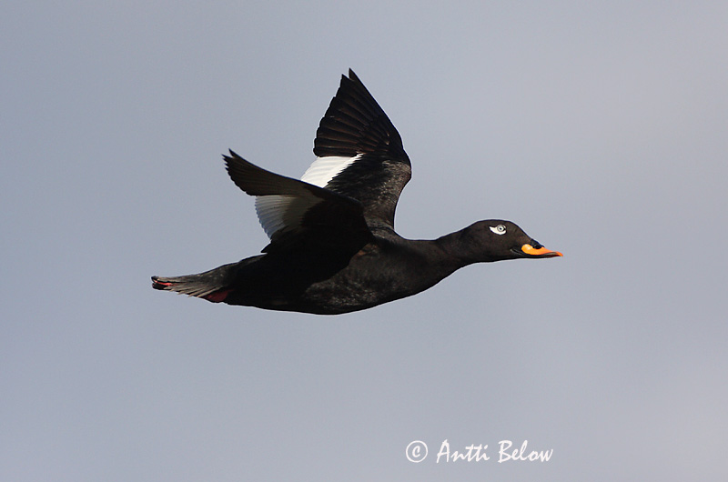 Avainsanat: Ànec fosc Fløjlsand Grote zeeëend Velvet Scoter Tõmmuvaeras Pilkkasiipi Macreuse brune Samtente Füstös réce Korpönd Orco marino Sjøorre Pato-fusco Melanitta fusca Negrón Especulado Svärta