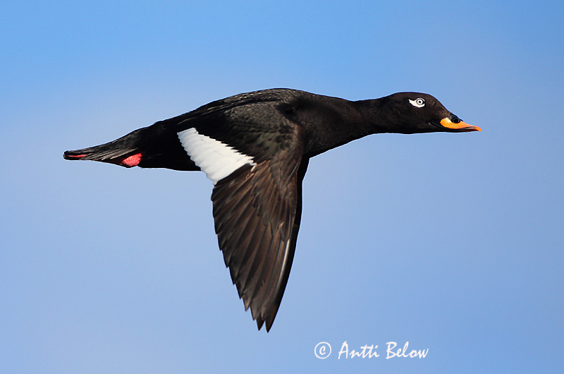 Avainsanat: Ànec fosc Fløjlsand Grote zeeëend Velvet Scoter Tõmmuvaeras Pilkkasiipi Macreuse brune Samtente Füstös réce Korpönd Orco marino Sjøorre Pato-fusco Melanitta fusca Negrón Especulado Svärta