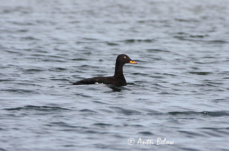 Avainsanat: Ànec fosc Fløjlsand Grote zeeëend Velvet Scoter Tõmmuvaeras Pilkkasiipi Macreuse brune Samtente Füstös réce Korpönd Orco marino Sjøorre Pato-fusco Melanitta fusca Negrón Especulado Svärta