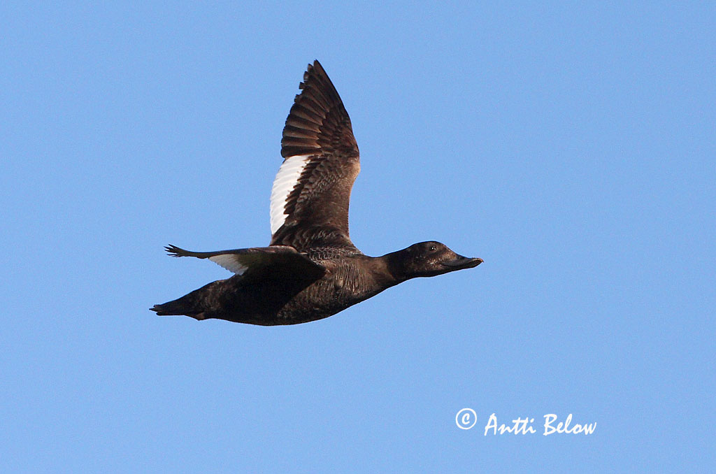 Avainsanat: Ànec fosc Fløjlsand Grote zeeëend Velvet Scoter Tõmmuvaeras Pilkkasiipi Macreuse brune Samtente Füstös réce Korpönd Orco marino Sjøorre Pato-fusco Melanitta fusca Negrón Especulado Svärta