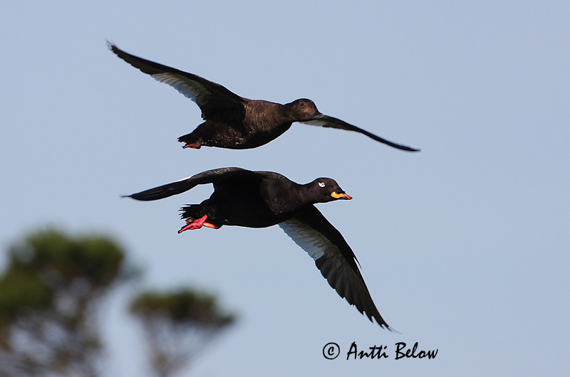 Avainsanat: Ànec fosc Fløjlsand Grote zeeëend Velvet Scoter Tõmmuvaeras Pilkkasiipi Macreuse brune Samtente Füstös réce Korpönd Orco marino Sjøorre Pato-fusco Melanitta fusca Negrón Especulado Svärta