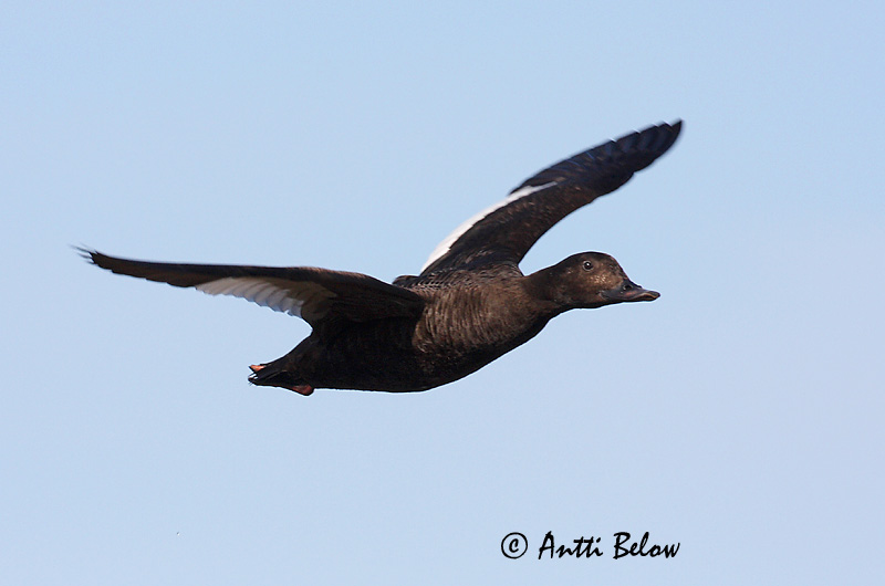 Avainsanat: Ànec fosc Fløjlsand Grote zeeëend Velvet Scoter Tõmmuvaeras Pilkkasiipi Macreuse brune Samtente Füstös réce Korpönd Orco marino Sjøorre Pato-fusco Melanitta fusca Negrón Especulado Svärta