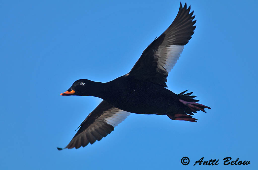 Avainsanat: Ànec fosc Fløjlsand Grote zeeëend Velvet Scoter Tõmmuvaeras Pilkkasiipi Macreuse brune Samtente Füstös réce Korpönd Orco marino Sjøorre Pato-fusco Melanitta fusca Negrón Especulado Svärta