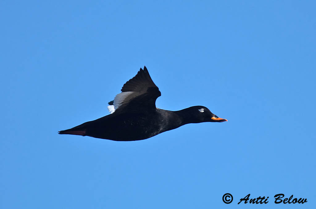 Avainsanat: Ànec fosc Fløjlsand Grote zeeëend Velvet Scoter Tõmmuvaeras Pilkkasiipi Macreuse brune Samtente Füstös réce Korpönd Orco marino Sjøorre Pato-fusco Melanitta fusca Negrón Especulado Svärta