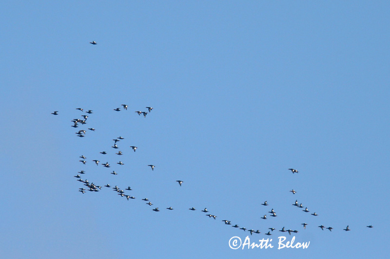 Avainsanat: Ànec fosc Fløjlsand Grote zeeëend Velvet Scoter Tõmmuvaeras Pilkkasiipi Macreuse brune Samtente Füstös réce Korpönd Orco marino Sjøorre Pato-fusco Melanitta fusca Negrón Especulado Svärta