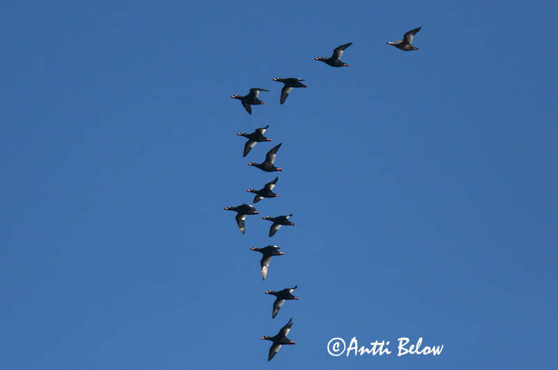 Avainsanat: Ànec fosc Fløjlsand Grote zeeëend Velvet Scoter Tõmmuvaeras Pilkkasiipi Macreuse brune Samtente Füstös réce Korpönd Orco marino Sjøorre Pato-fusco Melanitta fusca Negrón Especulado Svärta
