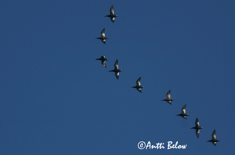 Avainsanat: Ànec fosc Fløjlsand Grote zeeëend Velvet Scoter Tõmmuvaeras Pilkkasiipi Macreuse brune Samtente Füstös réce Korpönd Orco marino Sjøorre Pato-fusco Melanitta fusca Negrón Especulado Svärta
