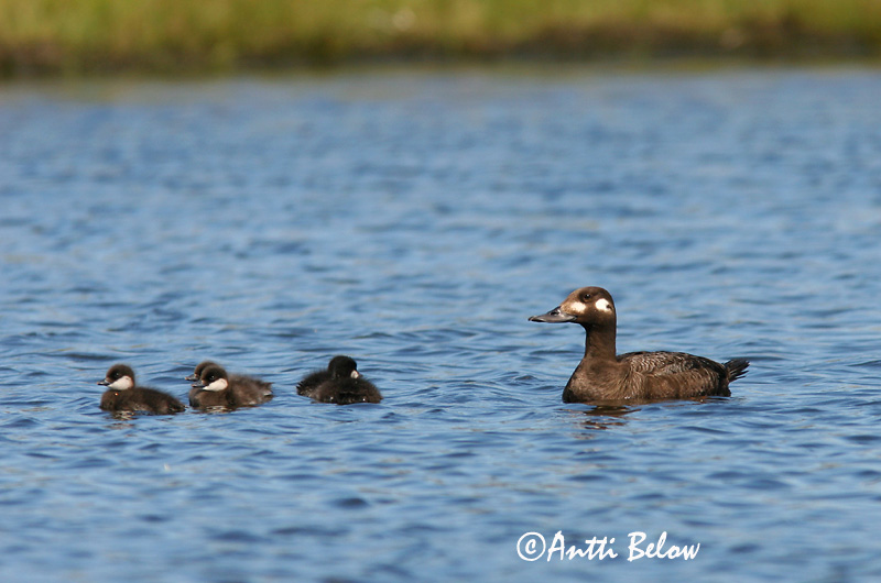 Avainsanat: Ànec fosc Fløjlsand Grote zeeëend Velvet Scoter Tõmmuvaeras Pilkkasiipi Macreuse brune Samtente Füstös réce Korpönd Orco marino Sjøorre Pato-fusco Melanitta fusca Negrón Especulado Svärta