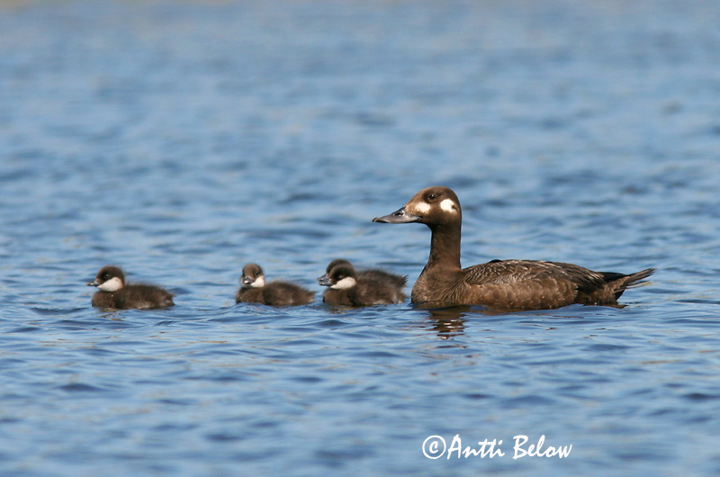 Avainsanat: Ànec fosc Fløjlsand Grote zeeëend Velvet Scoter Tõmmuvaeras Pilkkasiipi Macreuse brune Samtente Füstös réce Korpönd Orco marino Sjøorre Pato-fusco Melanitta fusca Negrón Especulado Svärta