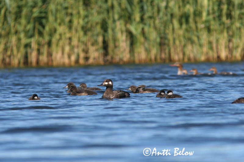 Avainsanat: Ànec fosc Fløjlsand Grote zeeëend Velvet Scoter Tõmmuvaeras Pilkkasiipi Macreuse brune Samtente Füstös réce Korpönd Orco marino Sjøorre Pato-fusco Melanitta fusca Negrón Especulado Svärta