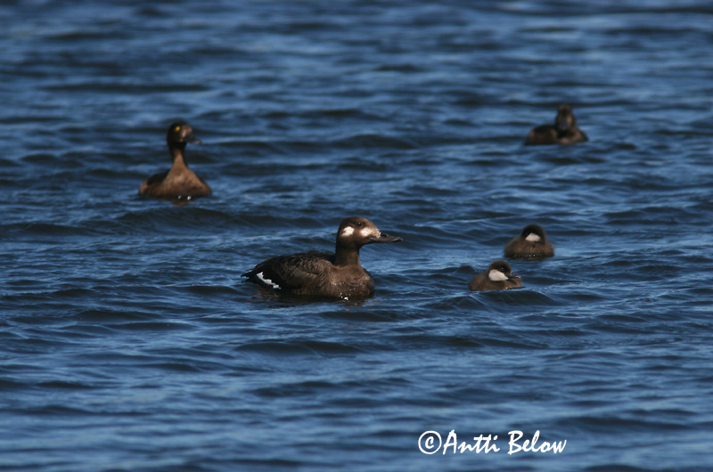 Avainsanat: Ànec fosc Fløjlsand Grote zeeëend Velvet Scoter Tõmmuvaeras Pilkkasiipi Macreuse brune Samtente Füstös réce Korpönd Orco marino Sjøorre Pato-fusco Melanitta fusca Negrón Especulado Svärta