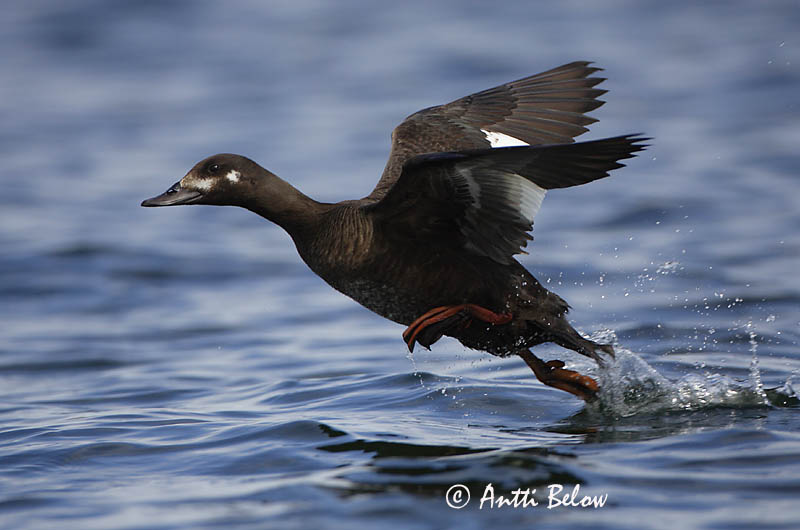 Avainsanat: Ànec fosc Fløjlsand Grote zeeëend Velvet Scoter Tõmmuvaeras Pilkkasiipi Macreuse brune Samtente Füstös réce Korpönd Orco marino Sjøorre Pato-fusco Melanitta fusca Negrón Especulado Svärta