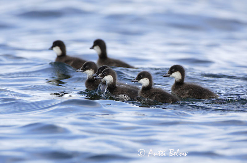 Avainsanat: Ànec fosc Fløjlsand Grote zeeëend Velvet Scoter Tõmmuvaeras Pilkkasiipi Macreuse brune Samtente Füstös réce Korpönd Orco marino Sjøorre Pato-fusco Melanitta fusca Negrón Especulado Svärta
