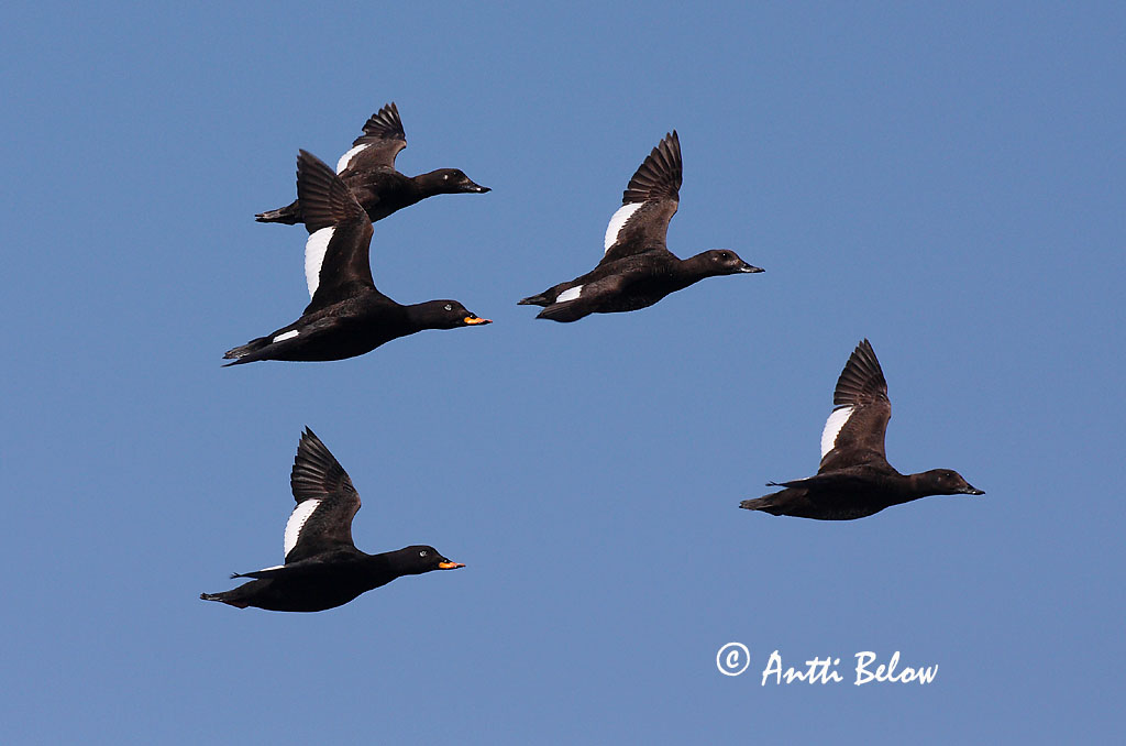Avainsanat: Ànec fosc Fløjlsand Grote zeeëend Velvet Scoter Tõmmuvaeras Pilkkasiipi Macreuse brune Samtente Füstös réce Korpönd Orco marino Sjøorre Pato-fusco Melanitta fusca Negrón Especulado Svärta