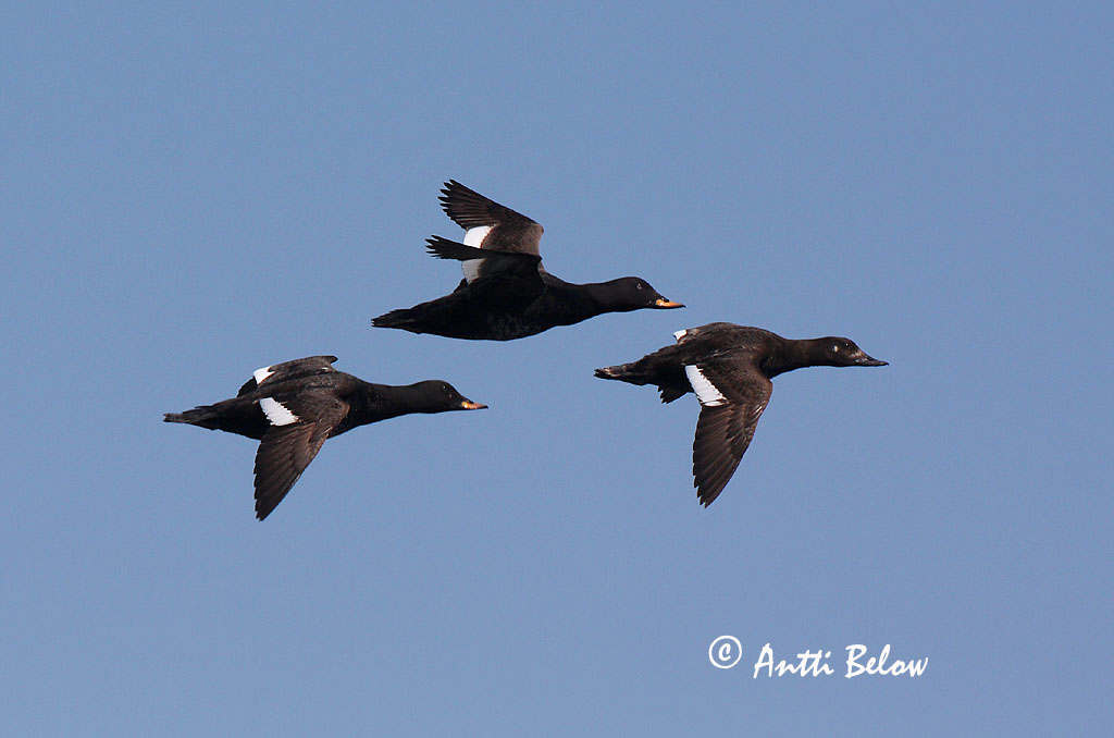 Avainsanat: Ànec fosc Fløjlsand Grote zeeëend Velvet Scoter Tõmmuvaeras Pilkkasiipi Macreuse brune Samtente Füstös réce Korpönd Orco marino Sjøorre Pato-fusco Melanitta fusca Negrón Especulado Svärta