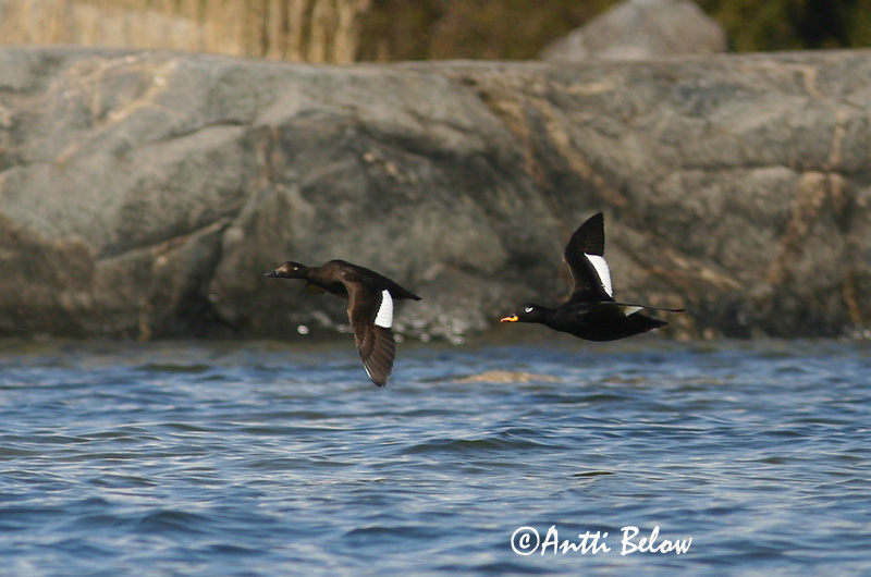 Avainsanat: Ànec fosc Fløjlsand Grote zeeëend Velvet Scoter Tõmmuvaeras Pilkkasiipi Macreuse brune Samtente Füstös réce Korpönd Orco marino Sjøorre Pato-fusco Melanitta fusca Negrón Especulado Svärta