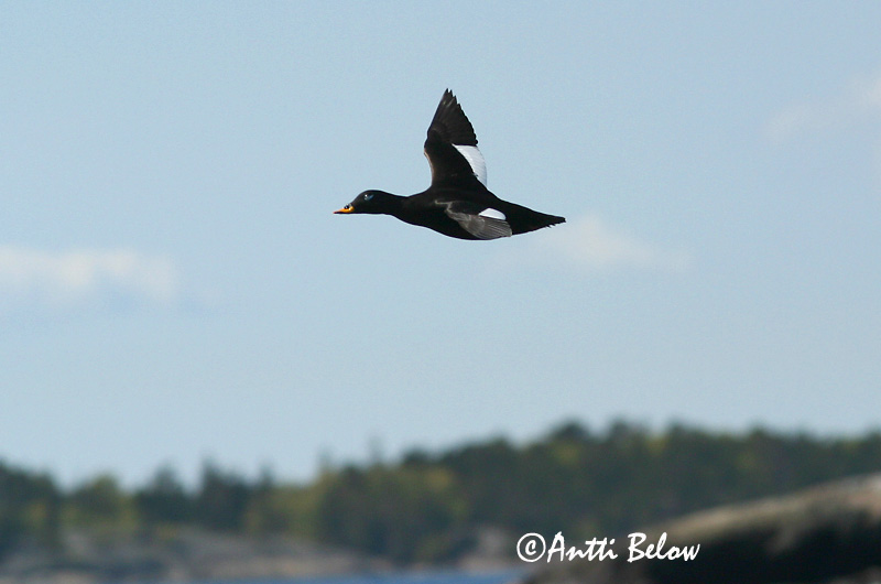 Avainsanat: Ànec fosc Fløjlsand Grote zeeëend Velvet Scoter Tõmmuvaeras Pilkkasiipi Macreuse brune Samtente Füstös réce Korpönd Orco marino Sjøorre Pato-fusco Melanitta fusca Negrón Especulado Svärta