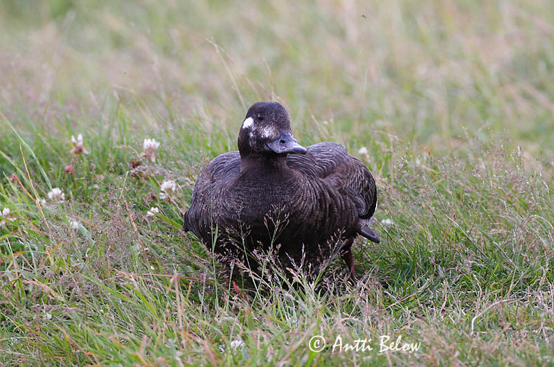 Avainsanat: Ànec fosc Fløjlsand Grote zeeëend Velvet Scoter Tõmmuvaeras Pilkkasiipi Macreuse brune Samtente Füstös réce Korpönd Orco marino Sjøorre Pato-fusco Melanitta fusca Negrón Especulado Svärta