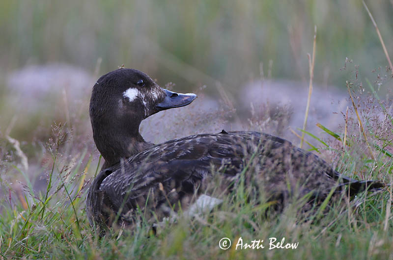 Avainsanat: Ànec fosc Fløjlsand Grote zeeëend Velvet Scoter Tõmmuvaeras Pilkkasiipi Macreuse brune Samtente Füstös réce Korpönd Orco marino Sjøorre Pato-fusco Melanitta fusca Negrón Especulado Svärta