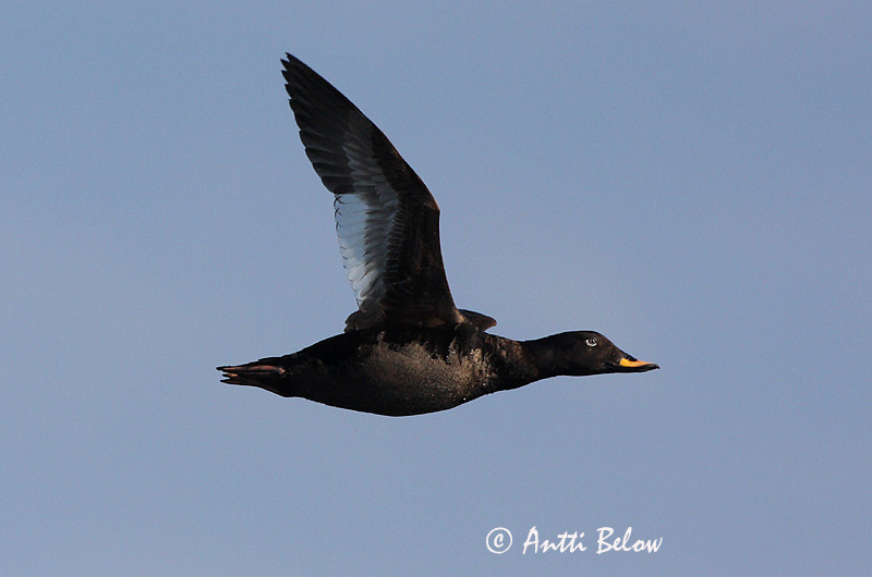 Avainsanat: Ànec fosc Fløjlsand Grote zeeëend Velvet Scoter Tõmmuvaeras Pilkkasiipi Macreuse brune Samtente Füstös réce Korpönd Orco marino Sjøorre Pato-fusco Melanitta fusca Negrón Especulado Svärta