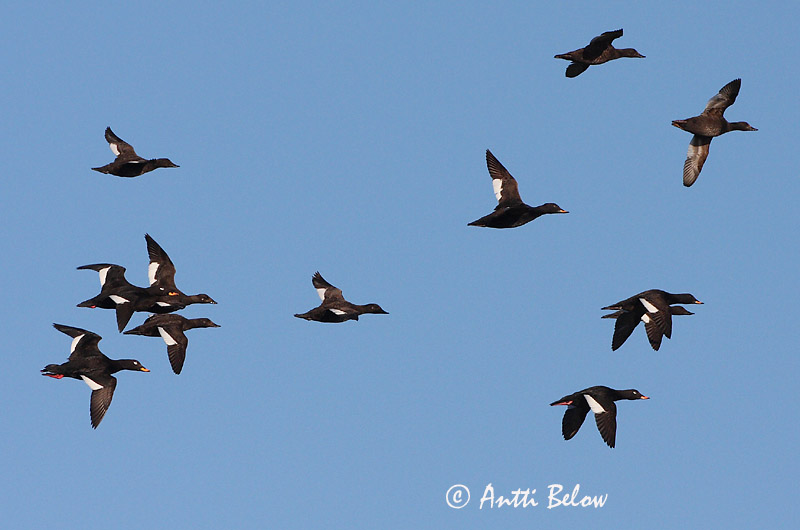 Avainsanat: Ànec fosc Fløjlsand Grote zeeëend Velvet Scoter Tõmmuvaeras Pilkkasiipi Macreuse brune Samtente Füstös réce Korpönd Orco marino Sjøorre Pato-fusco Melanitta fusca Negrón Especulado Svärta