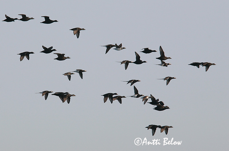 5/2006
Kirkkonummi, Finland
Avainsanat: Ànec negre Sortand Zwarte zeeëend Common Scoter Mustvaeras Mustalintu Macreuse noire Trauerente Fekete réce Hrafnsönd Orchetto marino Svartand Pato-negro Melanitta nigra Negrón Común Sjöorre