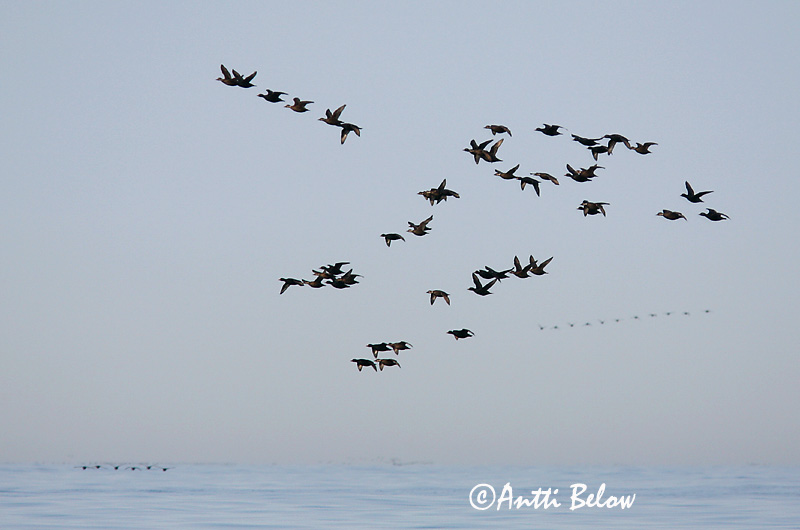 5/2006
Kirkkonummi, Finland
Avainsanat: Ànec negre Sortand Zwarte zeeëend Common Scoter Mustvaeras Mustalintu Macreuse noire Trauerente Fekete réce Hrafnsönd Orchetto marino Svartand Pato-negro Melanitta nigra Negrón Común Sjöorre
