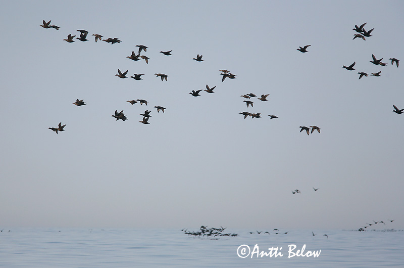 5/2006
Kirkkonummi, Finland
Avainsanat: Ànec negre Sortand Zwarte zeeëend Common Scoter Mustvaeras Mustalintu Macreuse noire Trauerente Fekete réce Hrafnsönd Orchetto marino Svartand Pato-negro Melanitta nigra Negrón Común Sjöorre